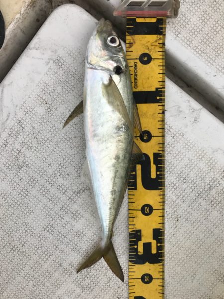 龍神丸(鹿児島) 釣果