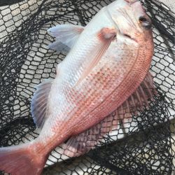 龍神丸(鹿児島) 釣果