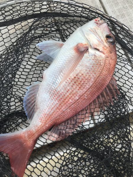 龍神丸(鹿児島) 釣果