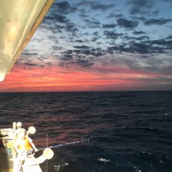 シーランチ 釣果