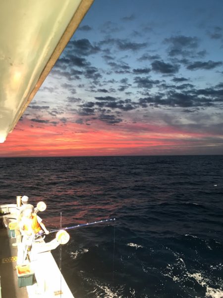 シーランチ 釣果