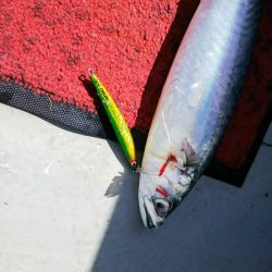 光生丸 釣果
