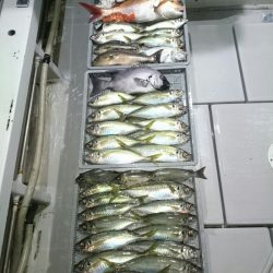 エンペラー 釣果