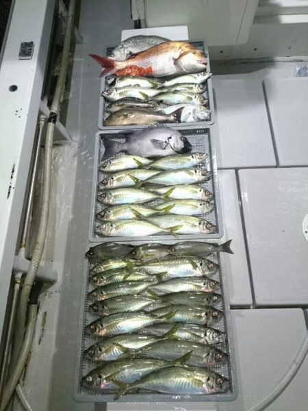 エンペラー 釣果