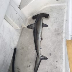 末広丸(熊本) 釣果