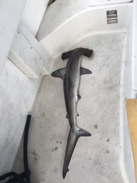 末広丸(熊本) 釣果