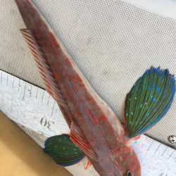 末広丸(熊本) 釣果