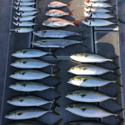 SeaRide(シーライド) 釣果