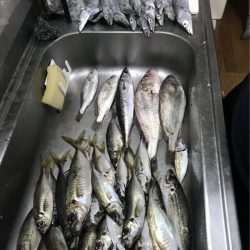 うさぎ丸 釣果