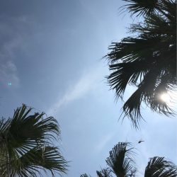 龍神丸(鹿児島) 釣果