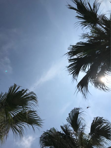 龍神丸(鹿児島) 釣果