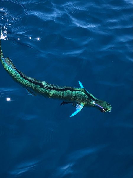 あみや渡船 JIGBOY 釣果