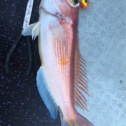 あみや渡船 JIGBOY 釣果