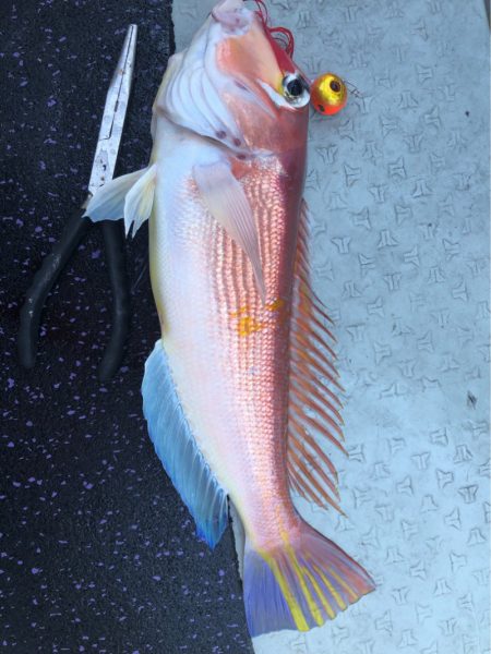 あみや渡船 JIGBOY 釣果