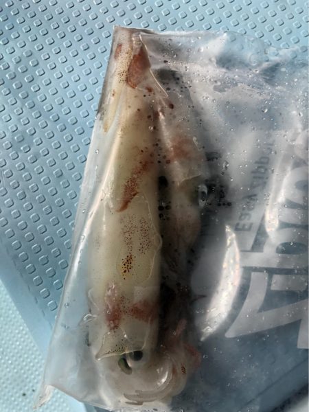 第二八坂丸 釣果