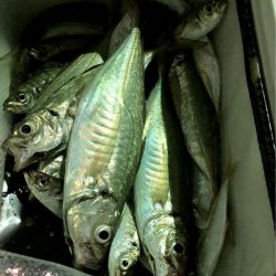 第二八坂丸 釣果