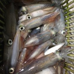 渡船屋たにぐち 釣果