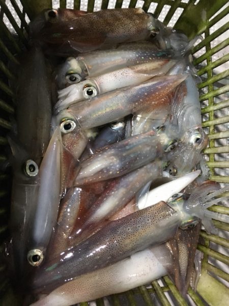 渡船屋たにぐち 釣果