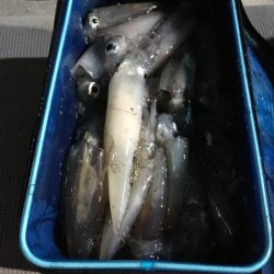 渡船屋たにぐち 釣果