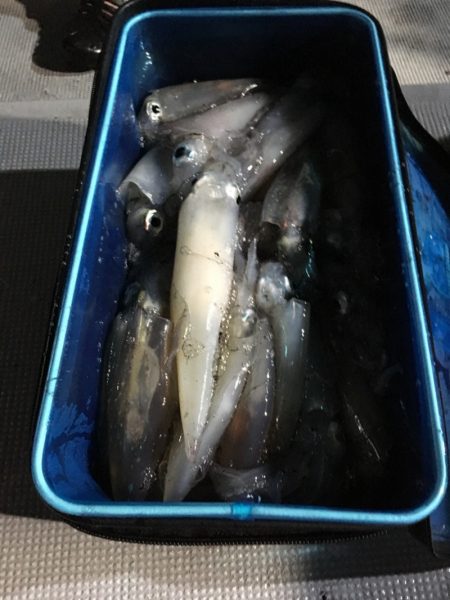 渡船屋たにぐち 釣果