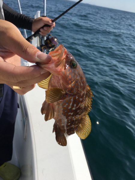 うさぎ丸 釣果