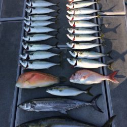 SeaRide(シーライド) 釣果