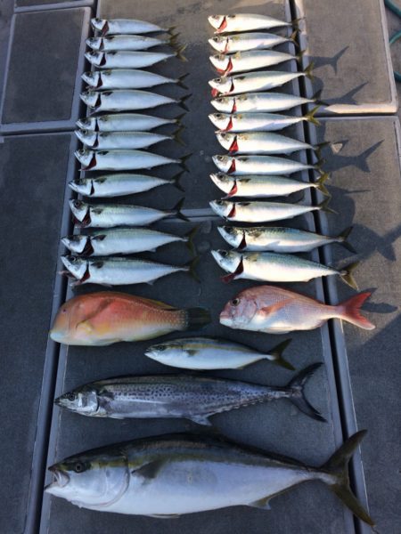 SeaRide(シーライド) 釣果