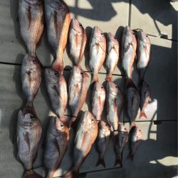 遊漁船メテオ 釣果