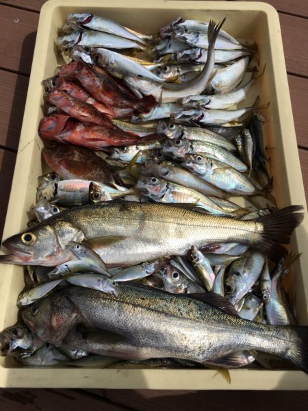 うさぎ丸 釣果
