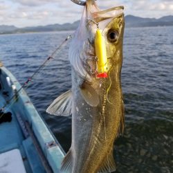 アマテラス 釣果