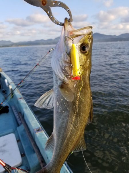 アマテラス 釣果