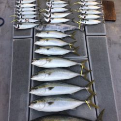 SeaRide(シーライド) 釣果