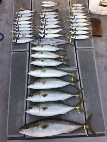 SeaRide(シーライド) 釣果