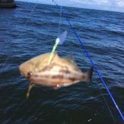 うさぎ丸 釣果