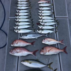 SeaRide(シーライド) 釣果