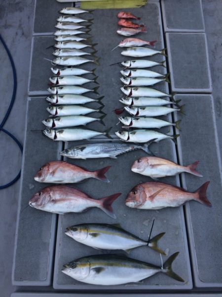 SeaRide(シーライド) 釣果