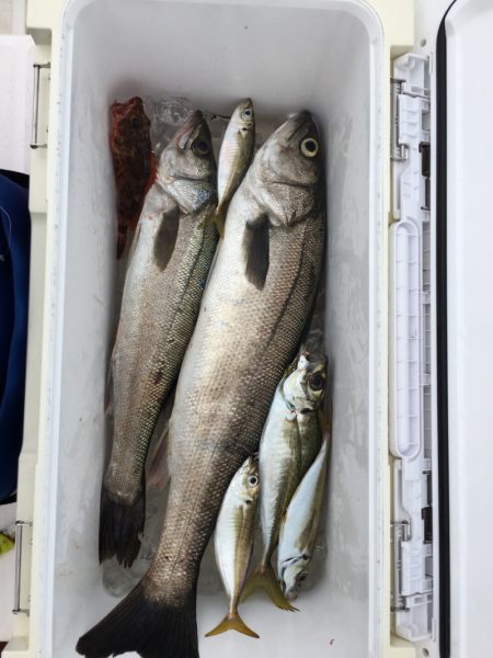 うさぎ丸 釣果