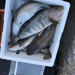 シーランチ 釣果