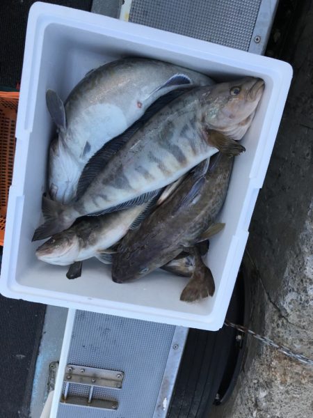 シーランチ 釣果