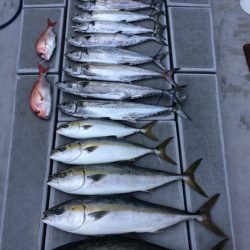 SeaRide(シーライド) 釣果