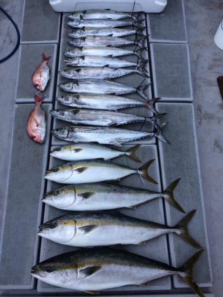 SeaRide(シーライド) 釣果