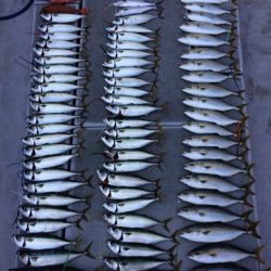 SeaRide(シーライド) 釣果