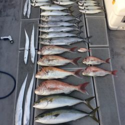 SeaRide(シーライド) 釣果