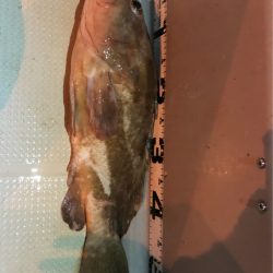 オーシャンズ 釣果