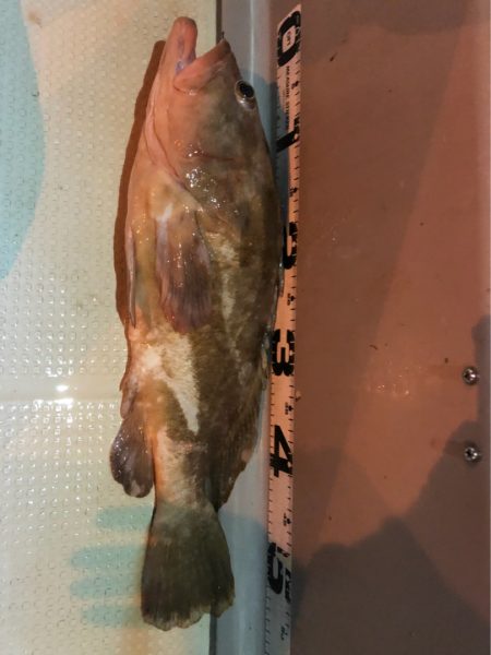 オーシャンズ 釣果