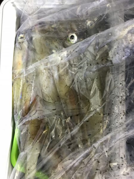 第二龍勢丸 釣果