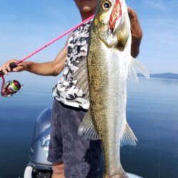 アマテラス 釣果