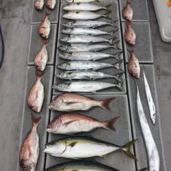 SeaRide(シーライド) 釣果