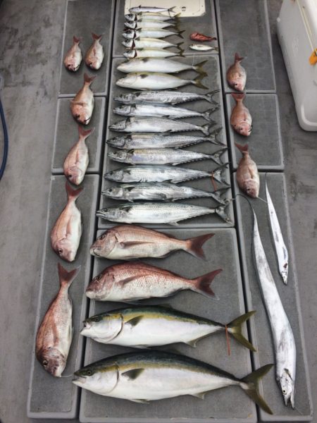 SeaRide(シーライド) 釣果