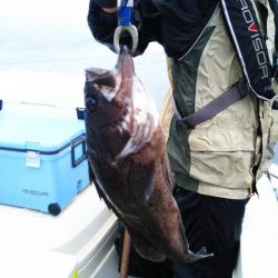 ブルドック 釣果